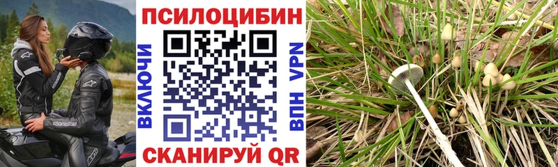 Псилоцибиновые грибы мицелий  Купить  Ртищево 